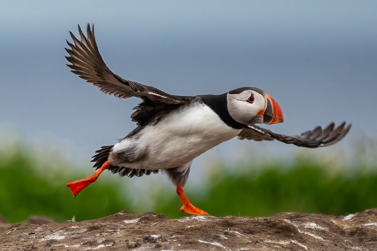 018 Farne eilanden, papegaaiduiker.jpg